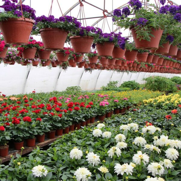 Gardening centre “Sprogas”