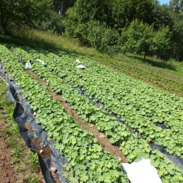 Vides veselības saimniecība “Ziemeļi”