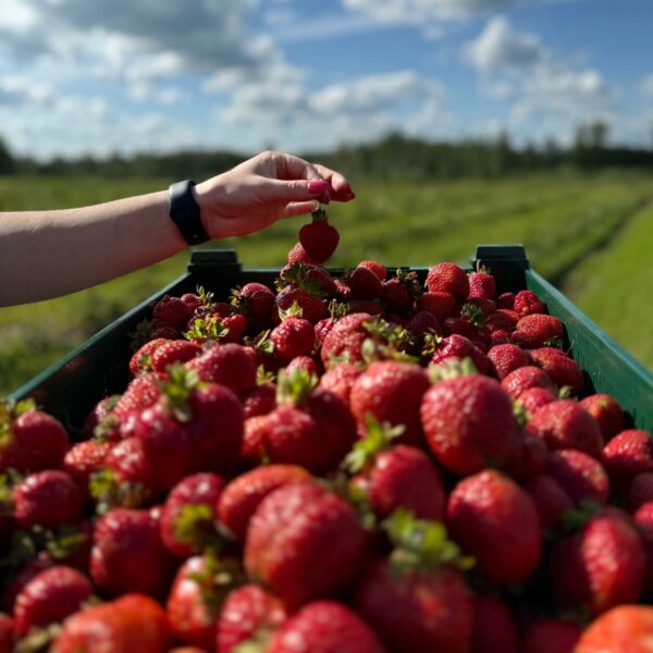 Saldas zemenes. Ražots Latvijā